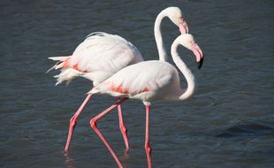 Un flamant rose. Zeppelin/ ZIPA