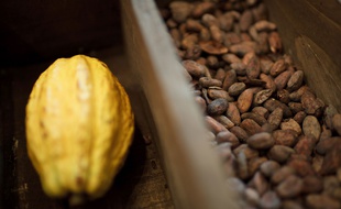 Une cabosse de cacao et ses fèves