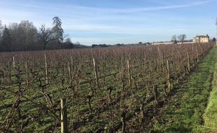 Le projet de collège jouxte les vignes du château Clément-Pichon.