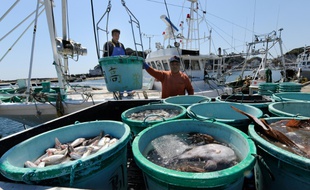 Des pêcheurs à Kitaibaraki, dans la préfecture d'Ibaraki, à une centaine de kilomètres au sud de Fukushima, le 6 avril 2011