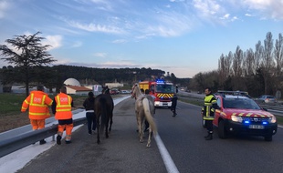 Les deux chevaux ont finalement été récupérés par les pompiers 13.