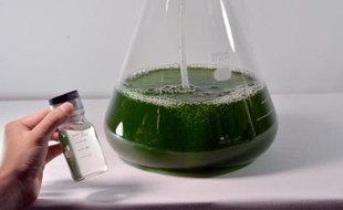 Une distillation de l'algue Euglena dans l'usine éponyme à Tokyo le 25 juin 2014