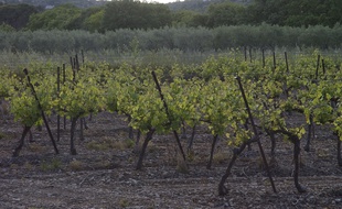 Vignoble du Languedoc-Roussillon. (Illustration)