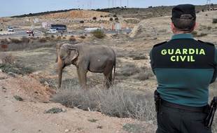 Un éléphant blessé se repose après l'accident qui a tué un de ses congénères à Albacete, le 2 avril 2018.