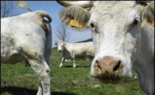 Après la Belgique, les Pays-Bas et l'Allemagne, touchés par la fièvre catarrhale du mouton, la France pourrait être à son tour confrontée à une menace d'épidémie de la maladie de la "langue bleue", après la découverte du virus sur deux vaches laitières dans le nord de la France.