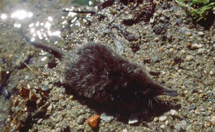 Le desman est un petit animal vivant dans les rivières et torrents des Pyrénées