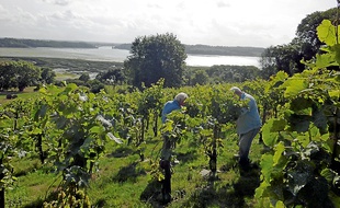 La vue sur la Rance est imprenable depuis les vignes du Garo à Saint-Suliac.