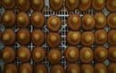Un étudiant testé positif à l’alcool après avoir uniquement mangé des madeleines