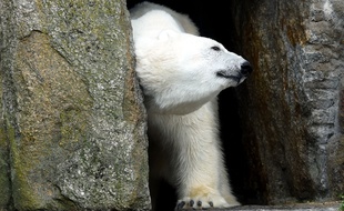 Les attaques d'ours polaires restent très rares. La dernière dans la région de Nunavut remonte à l'année 2000.