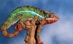 Illustration: un caméléon.