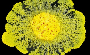 Il n'a pas le moindre neurone, mais il est capable d'apprendre : Physarum polycephalum, un champignon constitué d'une unique cellule, a montré qu'il savait tirer des leçons de ses expériences.