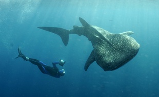 Un requin-baleine