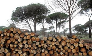 La combustion du bois de forêt pour produire de l'énergie est en fait plus polluante et dangereuse pour l'environnement que l'utilisation de l'essence ou du charbon, affirme mercredi Greenpeace Canada dans un rapport basé sur de nombreux travaux de recherche.