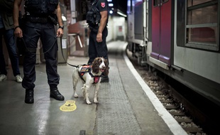 Gare RER de Saint-Michel - Notre-Dame (SNCF), présentation et démonstration d'une brigade cynophile de la Sûreté Ferroviaire (SNCF-STIF), spécialisée dans la détection d'explosifs, avec la chienne Lina. (photo d'illustration)
