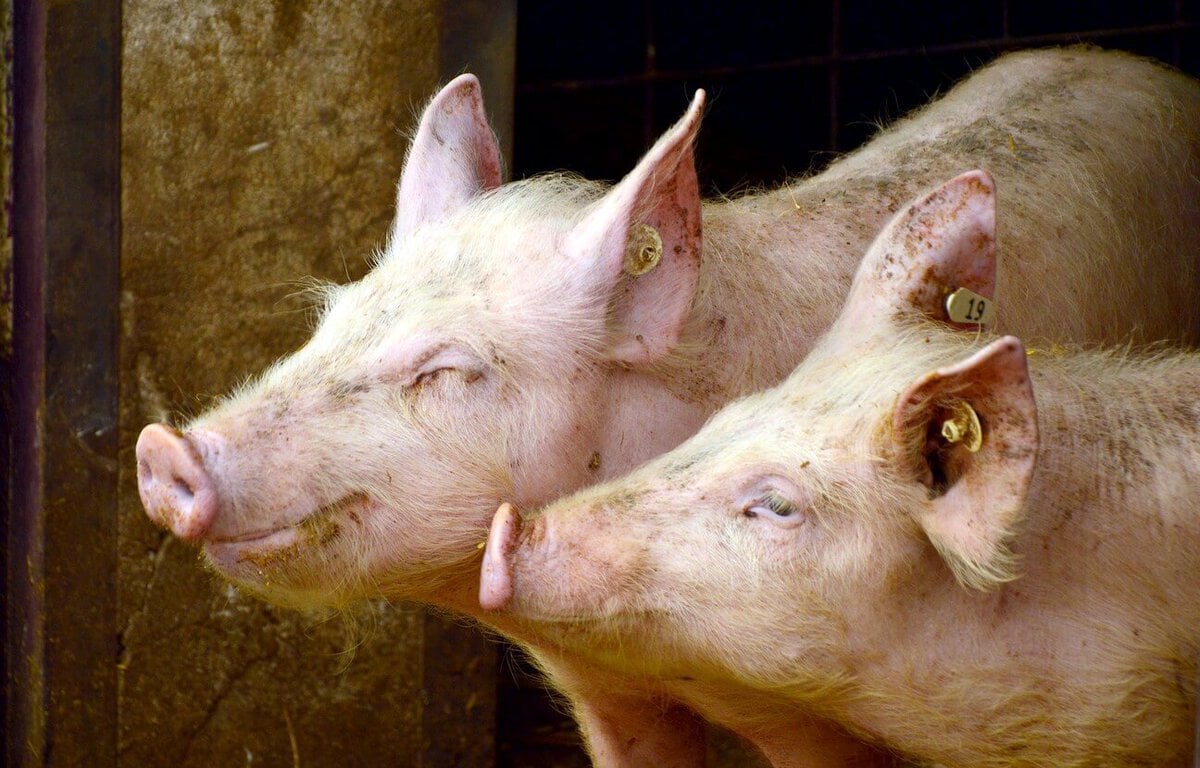 Derrière l'affaire des têtes de cochons devant des mosquées, la difficile enquête sur une ingérence étrangère