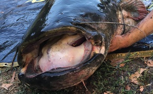 Un silure de 2,50 m a été pêché le 7 septembre sur la rivière Tarn à Gaillac par des amateurs, Thibault, Renaud et Grégory.