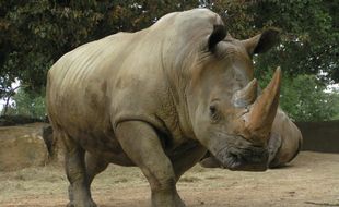 Buldo, le rhinocéros du zoo de Plaisance-du-Touch, fait partie des espèces menacées d'extinction.