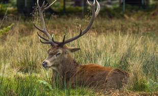 Un cerf (photo d'illustration).
