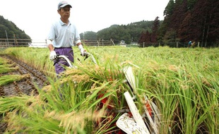 Un champ de riz au Japon, en septembre 2011.