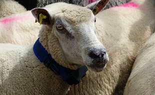 Trois éleveurs du Larzac testent actuellement ces colliers anti-loups.