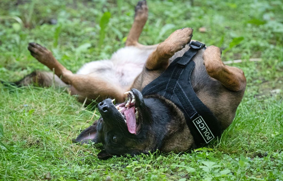 États-Unis : Un chien policier retrouve deux enfants de 11 ans perdus en forêt image