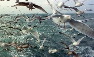 La langoustine, c'est l'emblème des ports bigoudins. Et d'avril à juillet, la campagne bat son plein. Mais ce secteur est devenu moins rentable, victime des prix du carburant et des normes européennes sur les rejets.