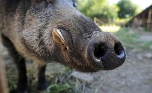 Un sanglier (photo d'illustration).
