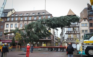 Strasbourg le 2 novembre 2015 Installation du grand sapin de Noël Place Kléber.
