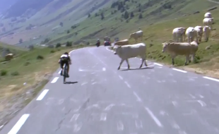Capture d'écran des vaches sur le Tour de France