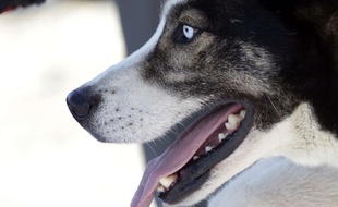 Un Husky (illustration)