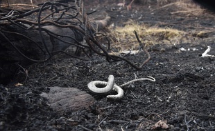 Un serpent mort dans le parc naturel Otuquis, dans la région du Pantanal bolivien, le 27 août 2019.