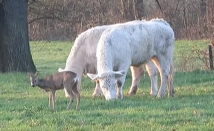 Bambi, le faon, a trouvé refuge auprès de ce troupeau de vaches depuis deux mois.