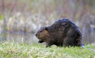 Le castor fait timidement son retour dans le Nord.