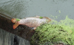Des milliers de poissons sont morts dans la Seiche, à la suite d'une pollution de l'usine Lactalis de Retiers, en Ille-et-Vilaine.