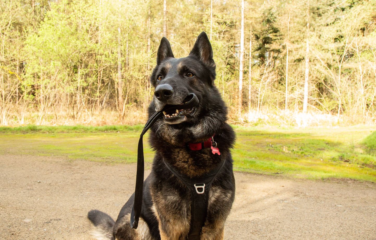 En dehors des allées, les chiens devront être tenus en laisse en forêt du 15 avril au 30 juin. 