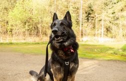 Il doit indemniser ses voisins parce que ses chiens aboient trop fort