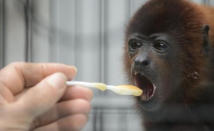 En Colombie, des singes utilisés illégalement comme animaux de compagnie vont retourner à la vie sauvage. Et, ironie de la situation, c'est un zoo qui les prépare à ce retour à la liberté.