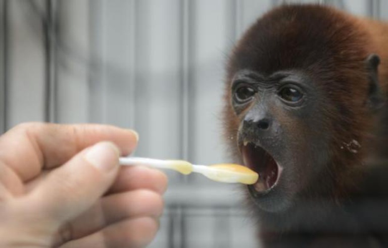En Colombie Un Zoo Prepare Les Singes Au Retour A La Vie Sauvage