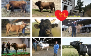La vache est la vraie star du Salon international de l'agriculture et chaque région française a sa représentante.