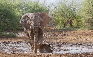 Il reste 470.000 éléphants d'Afrique sauvages, selon un comptage de l'ONG Elephants Without Borders (EWB), contre 550.000 en 2006.
