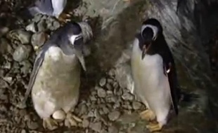 Capture d'écran de la vidéo des pingouins gay de Faunia Park, à Madrid.