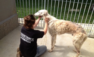 Les lévriers barzois ont été pris en charge par la Fondation Assistance aux Animaux.