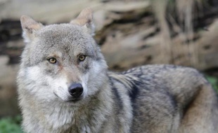 Le tribunal administratif de Toulon a suspendu un arrêté préfectoral autorisant le prélèvement de loups dans le département du Var, une décision accueillie "favorablement" par les associations de défense de l'animal.