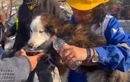 Un chien sorti des décombres en Turquie 23 jours après les séismes