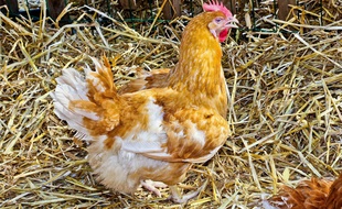 Illustration de poule.