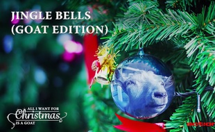 Capture d'écran de la reprise de Jingle Bells par des chèvres.