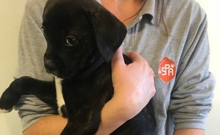 L'un des chiots retrouvés par la SPA de Perpignan.