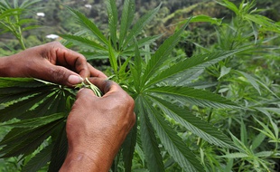 Café et cannabis, une tendance lucrative.