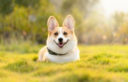 Un chien perdu retrouvé deux mois plus tard… à 3.000 km de chez lui