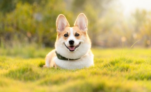 Un chien de race Corgi (illustration).